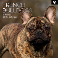 French Bulldogs - 2024 Square Wall Calendar Pets Dog 16 Months Premium Planner