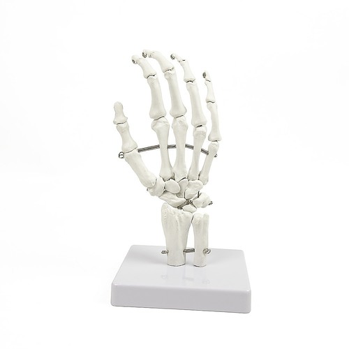 Hand Joint Anatomical Skeleton Model Human Anatomy Study Tool